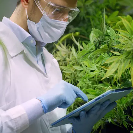 Un spécialiste du cannabis d'intérieur examine la plante