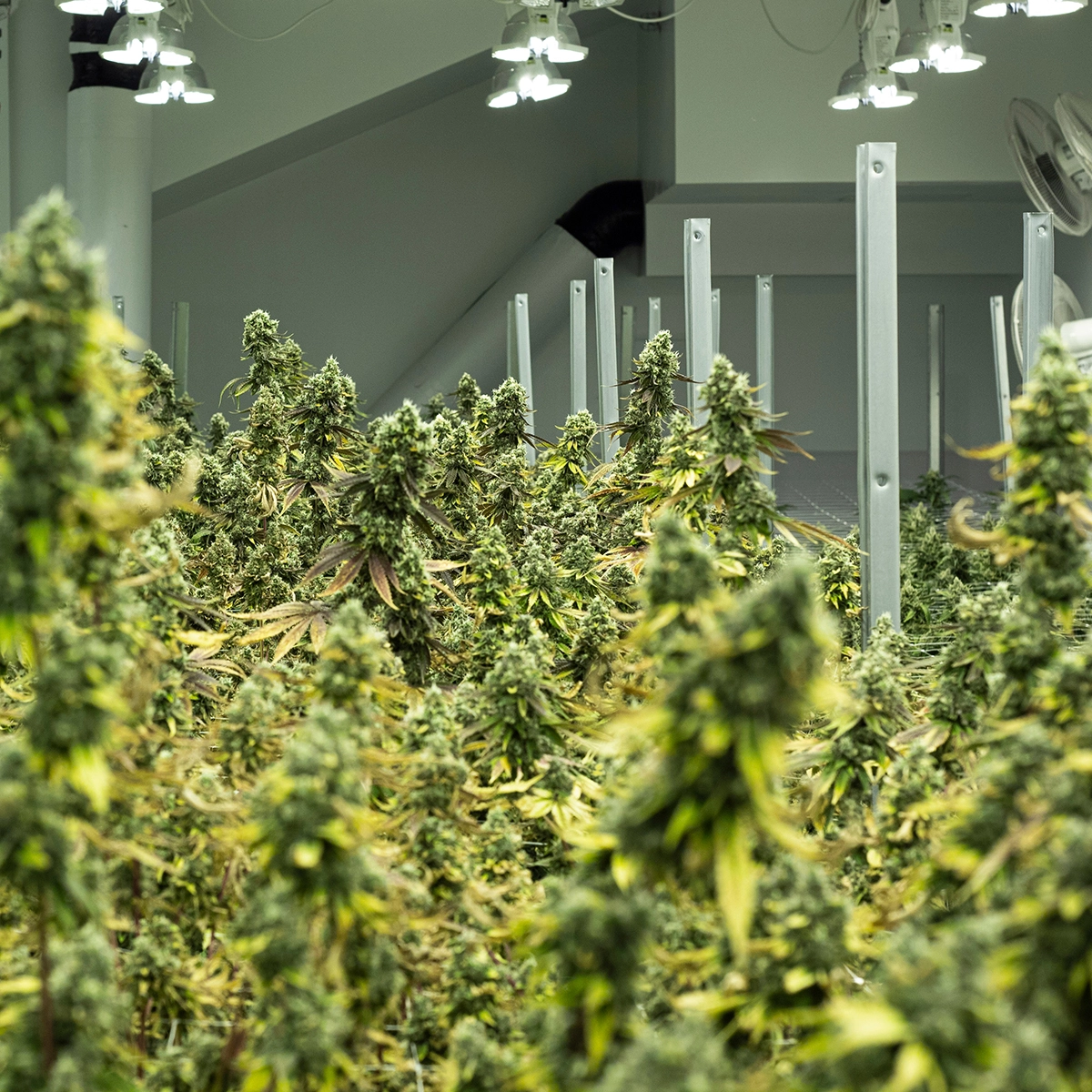 Indoor cannabis plant