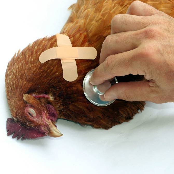 Épidémies de grippe aviaire