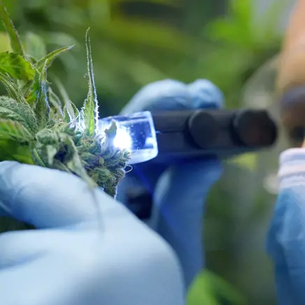 Indoor cannabis specialist examining the plant