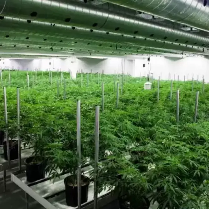 Indoor cannabis