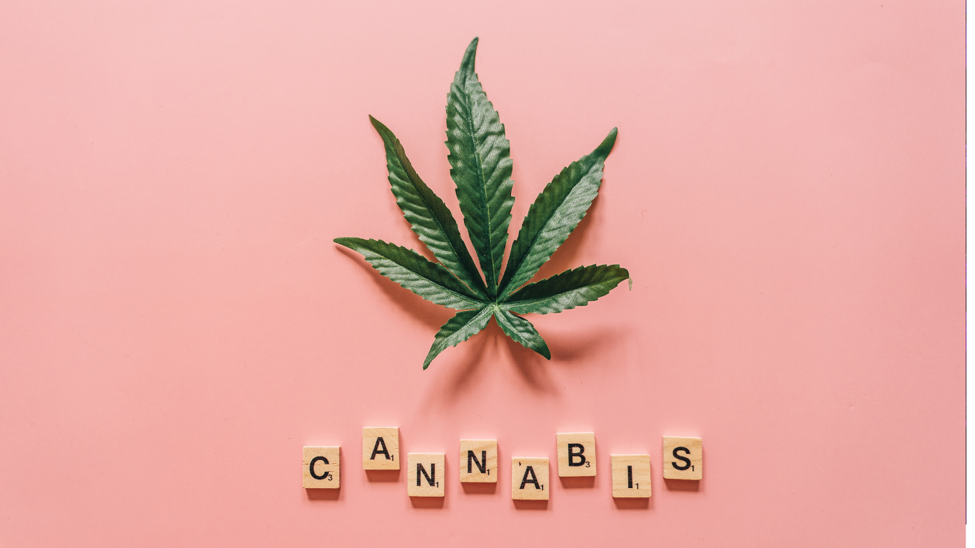 Comment éliminer la fumée de cannabis en intérieur : les meilleurs purificateurs d’air