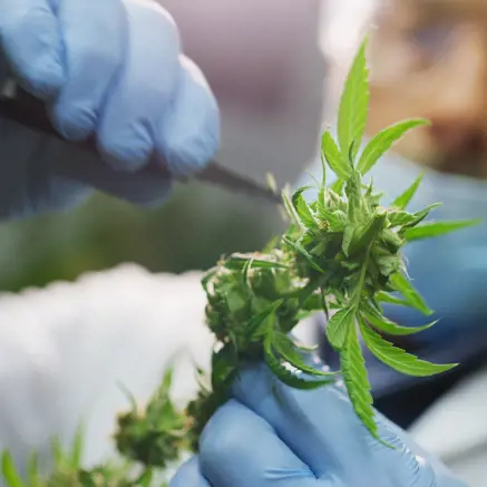 Spécialiste du cannabis d'intérieur coupant la plante