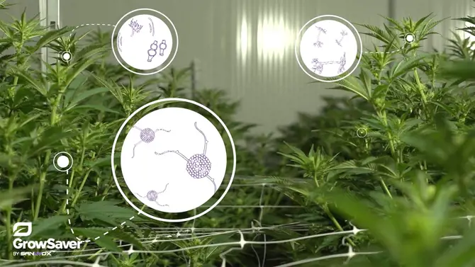 Agrifood indoor cannabis diagram video thumbnail